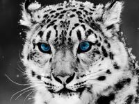 snow_leopard-1280x1024