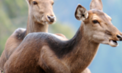 Pardus 2011.2 Cervus elaphus