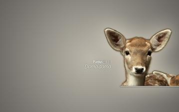 Pardus 2011.1 Duvar Kağıdı